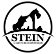 Stein Miniature Schnauzers